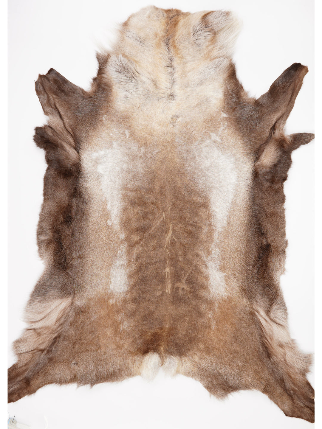 Blană de ren XXXXL