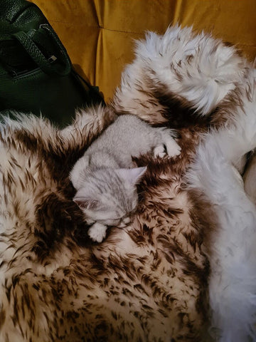 Locul ei de vise dulci