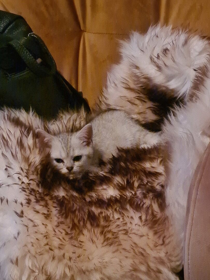 Locul ei de vise dulci